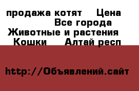 продажа котят  › Цена ­ 15 000 - Все города Животные и растения » Кошки   . Алтай респ.